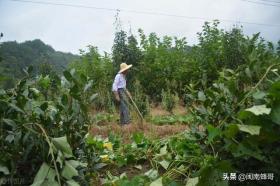 蜜蜂土鸡混养技术，小投资、回报快、低风险的农业新选择