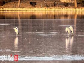 石家庄市植物园内，鹭鸟在湖面上空盘旋、觅食，为游客游园增添了无限情趣。